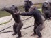opice cvičící aeirobik