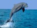 skákající delfín